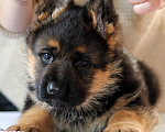 Собаки в Артеме: Озорные щенята Немецкой овчарки  Мальчик, 80 000 руб. - фото 6