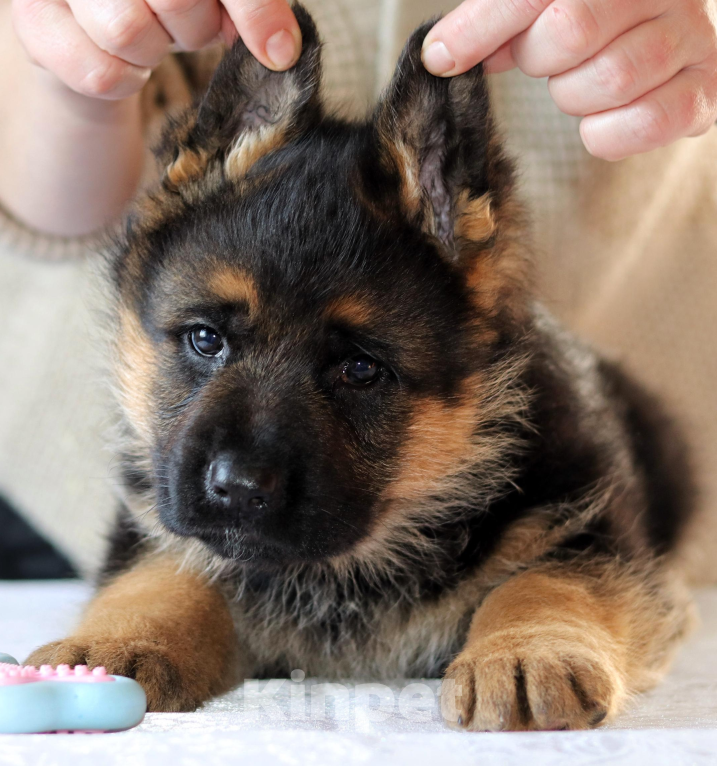 Собаки в Артеме: Озорные щенята Немецкой овчарки  Мальчик, 80 000 руб. - фото 6