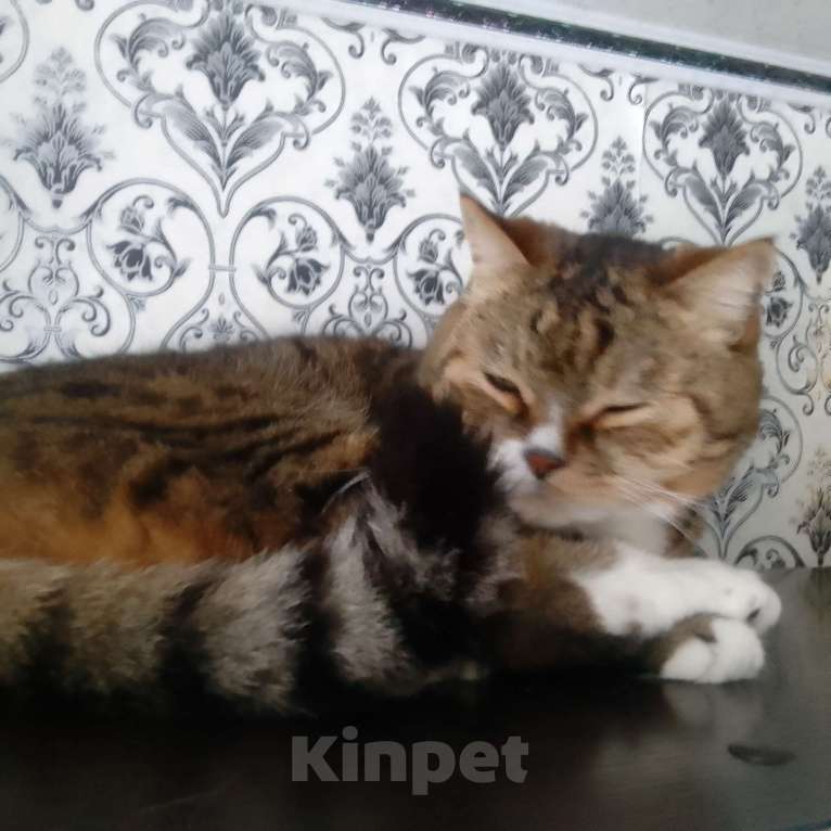 Кошки в Комсомольске-На-Амуре: Кот в добрые руки Мальчик, Бесплатно - фото 3