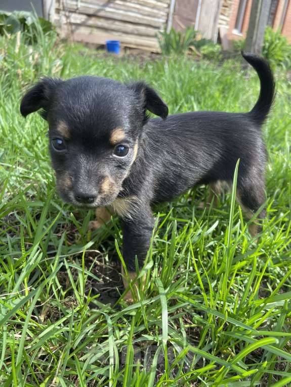 Собаки в Уфе: Щенок Той-терьера Мальчик, 8 000 руб. - фото 2