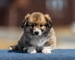 Собаки в Владивостоке: Красивые щенки корги пемброк Мальчик, 140 000 руб. - фото 2