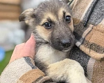 Собаки в Лосином-Петровском: Селин из ппбж Якутска Девочка, Бесплатно - фото 7