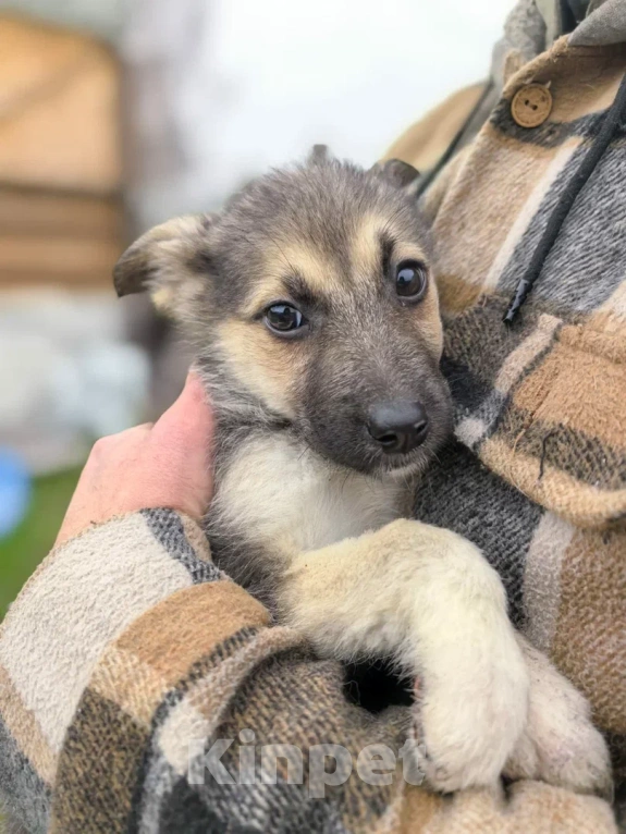 Собаки в Лосином-Петровском: Селин из ппбж Якутска Девочка, Бесплатно - фото 7
