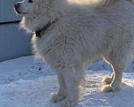 Собаки в Бердске: щенок самоедской лайки( самоед) Девочка, 10 000 руб. - фото 6