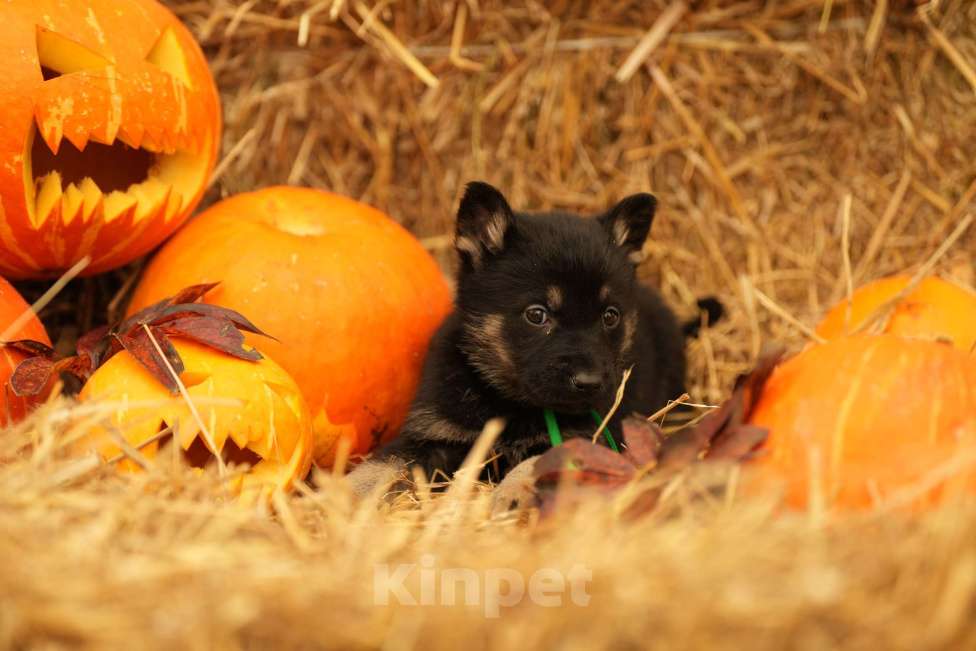 Собаки в Мурманске: Сука восточноевропейская овчарка Девочка, 60 000 руб. - фото 4