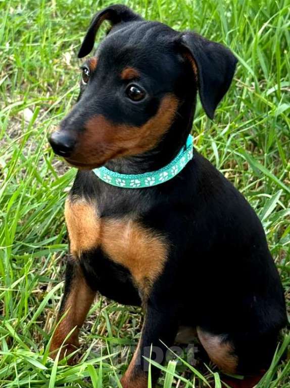 Собаки в Геленджике: Щенки цвергпинчера Мальчик, 50 000 руб. - фото 8