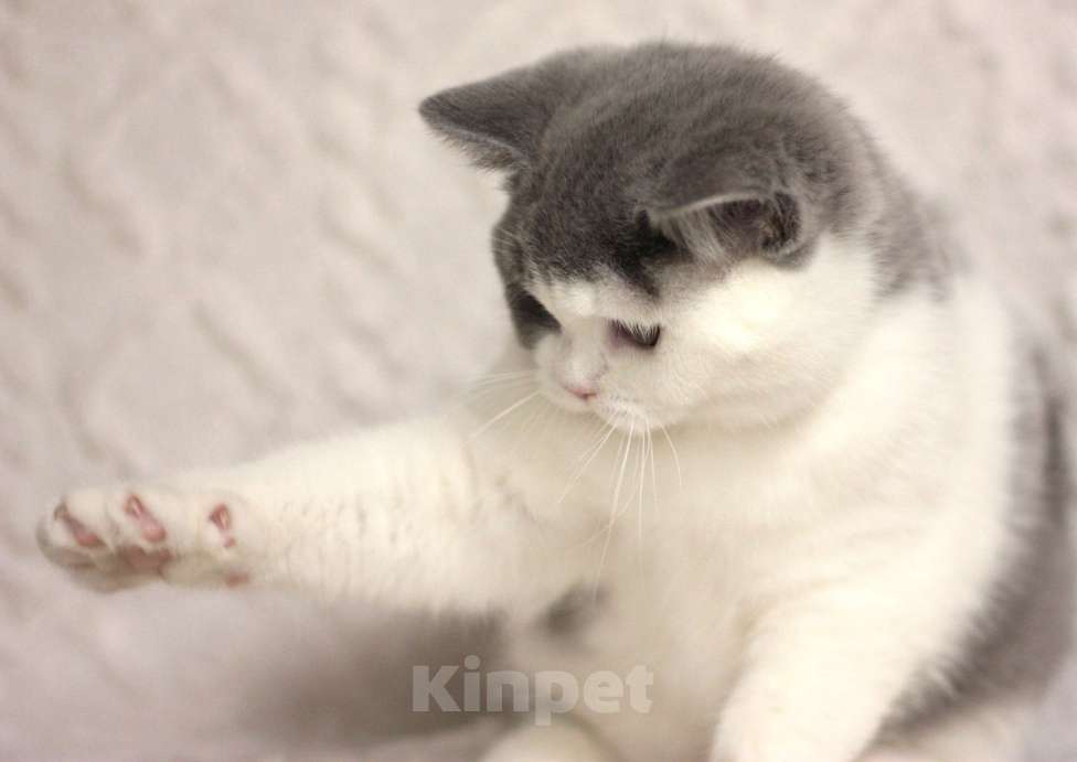 Кошки в Москве: Британская кошечка Девочка, 55 000 руб. - фото 3