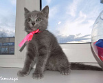 Кошки в Москве: Шотландский прямоухий котенок, девочка Девочка, 10 000 руб. - фото 1