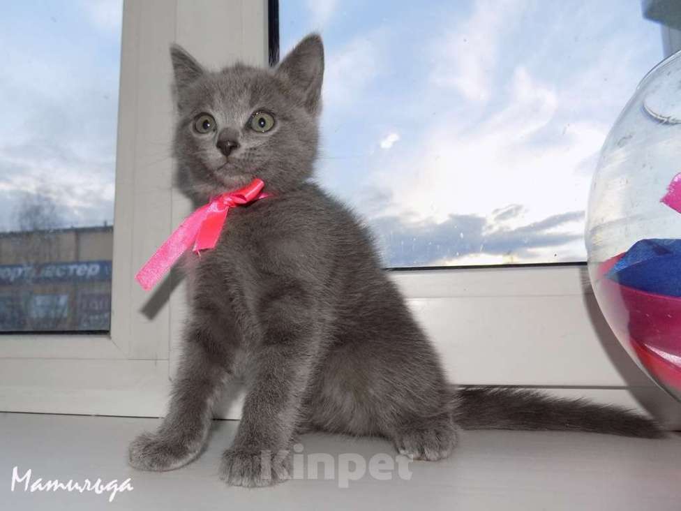 Кошки в Москве: Шотландский прямоухий котенок, девочка Девочка, 10 000 руб. - фото 1