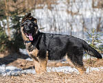 Собаки в других городах Московской области: Щенок немецкой овчарки рабочего разведения Девочка, 80 000 руб. - фото 5