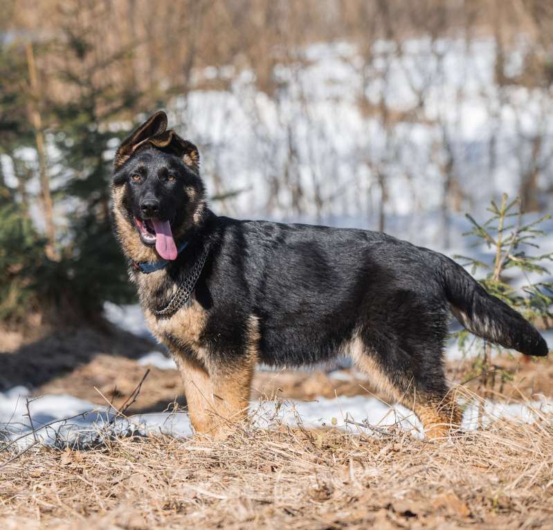 Собаки в других городах Московской области: Щенок немецкой овчарки рабочего разведения Девочка, 80 000 руб. - фото 5