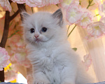 Кошки в Санкт-Петербурге: Рэгдолл Девочка, 80 000 руб. - фото 1
