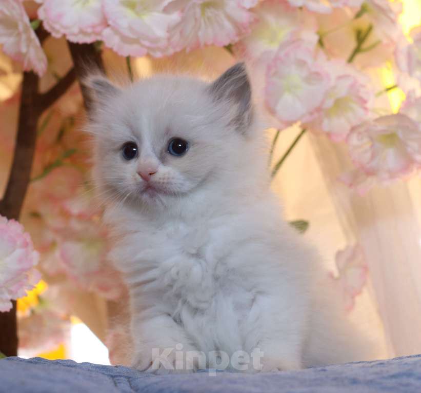 Кошки в Санкт-Петербурге: Рэгдолл Девочка, 80 000 руб. - фото 1