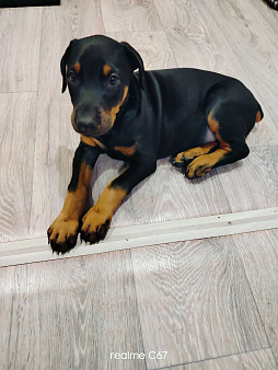 Щенок добермана. Девочка