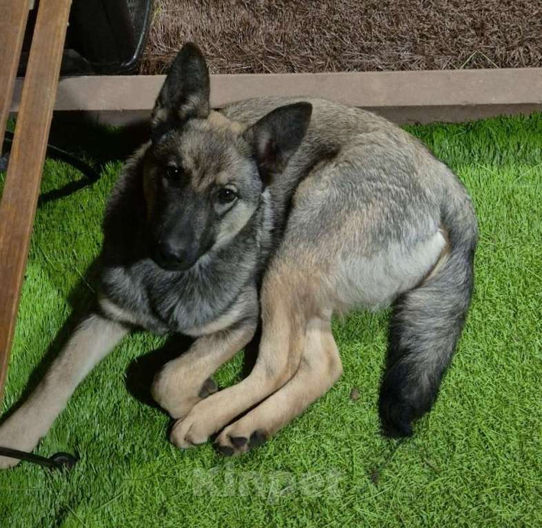 Собаки в Москве: Щенок Тайсон Мальчик, Бесплатно - фото 3