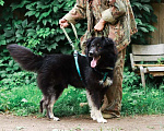 Собаки в Москве: Старк – добрейший пес и настоящий друг ищет любящую семью! Мальчик, 10 руб. - фото 3