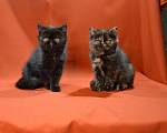 Кошки в Колпашево: Котята - Экзоты, 35 000 руб. - фото 6