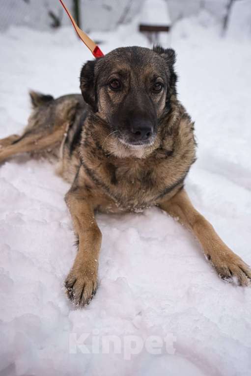 Собаки в Красногорске: Взрослая Моника в самом расцвете сил и интеллекта ищет дом Девочка, Бесплатно - фото 1