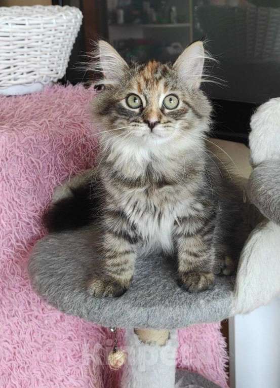 Кошки в Новосибирске: Harley Quinn  Девочка, 70 000 руб. - фото 8