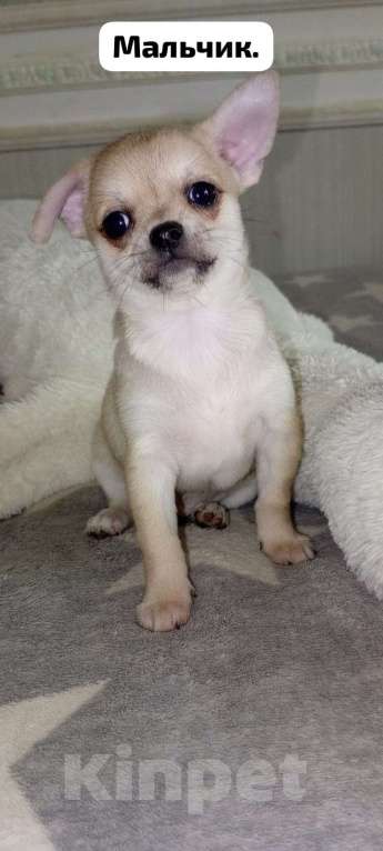 Собаки в Краснодаре: Продам щенков чихуахуа Мальчик, 10 000 руб. - фото 10