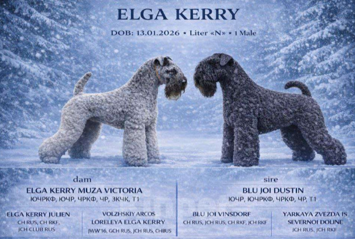 Собаки в Перми: Щенок мальчик керри-блю-терьер Мальчик, 50 000 руб. - фото 1