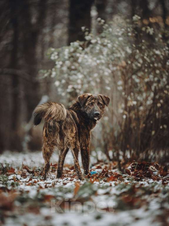 Собаки в Москве: Роскошный Элвин ищет дом! Мальчик, Бесплатно - фото 6