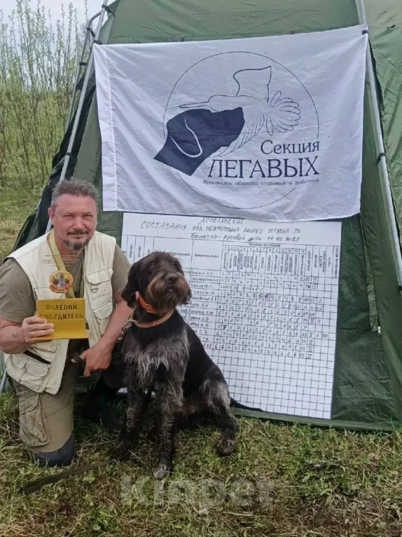Собаки в Ярославле: Щенки Дратхаара Мальчик, Бесплатно - фото 6