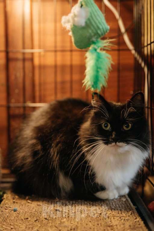 Кошки в Санкт-Петербурге: Кошка в добрые руки Девочка, Бесплатно - фото 1