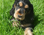 Собаки в Зеленограде: Английский кокер спаниель щенки Девочка, 45 000 руб. - фото 3
