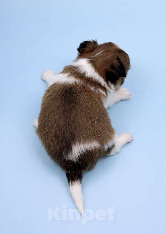 Собаки в Казани: Щенок чихуахуа длинношерстный Мальчик, 40 000 руб. - фото 3