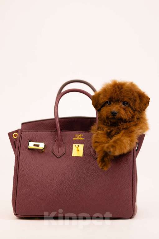 Собаки в Москве: Той-пудель Тедди Китай В Москве Мальчик, 110 000 руб. - фото 2