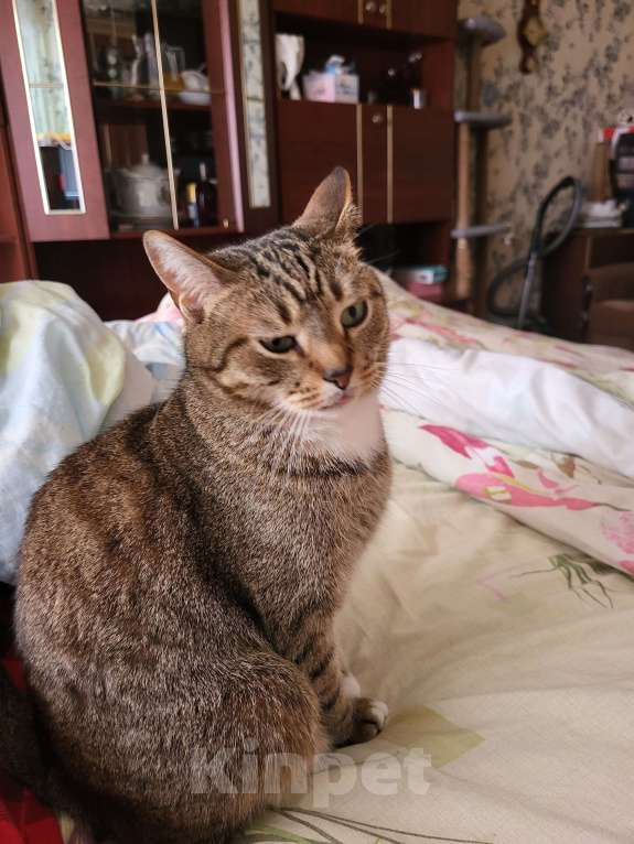 Кошки в Москве: Потерялся кот по кличке Сэм Мальчик, 10 000 руб. - фото 1