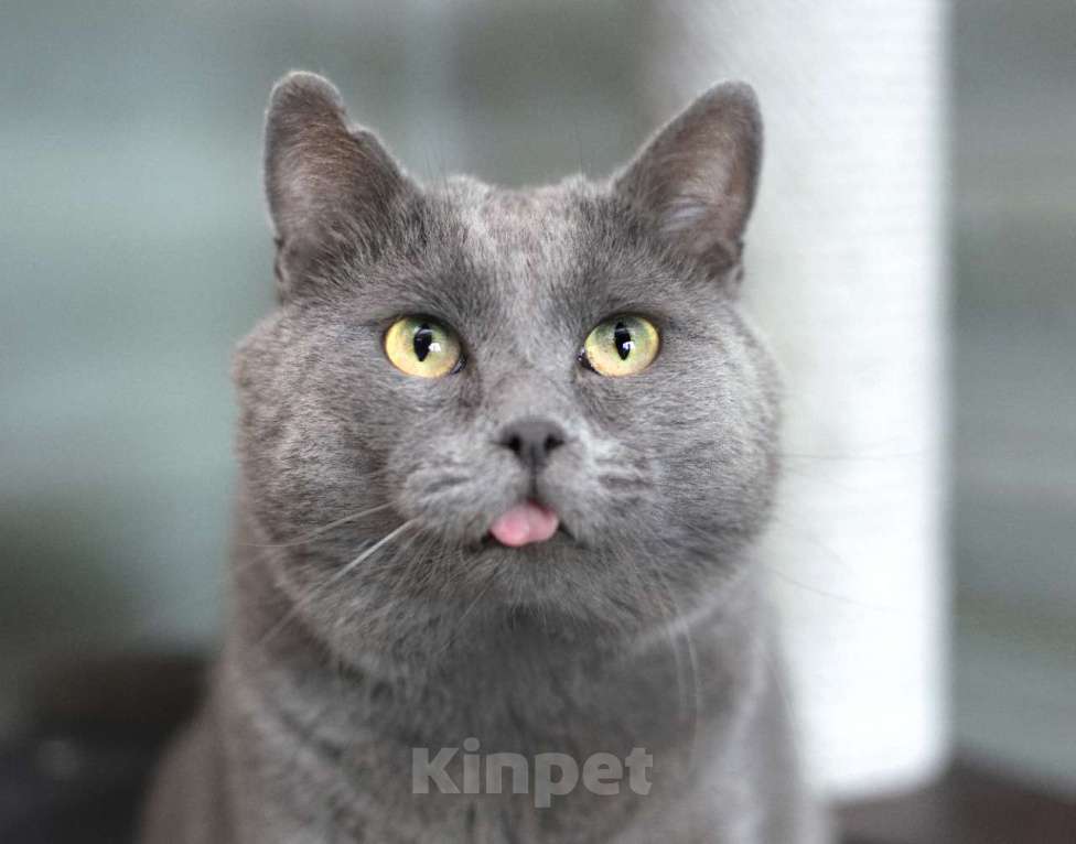 Кошки в Москве: Серебряный очень крупный кот Плюшик ищет дом Мальчик, 1 руб. - фото 4