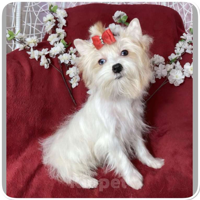 Собаки в Москве: Йорк с голубыми глазами девочка подрощенная Девочка, 130 000 руб. - фото 5