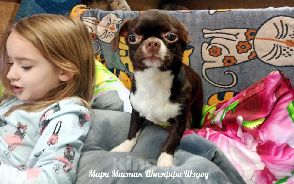 Собаки в Санкт-Петербурге: Чихуахуа Штэффи Шэдоу окрас шоколадный с белым Девочка, 50 000 руб. - фото 5