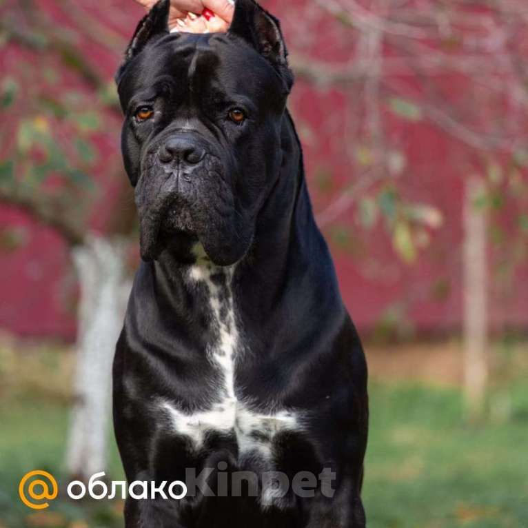 Собаки в Донецке: Вязка кане корсо Мальчик, Бесплатно - фото 4