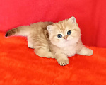 Кошки в Щербинке: золотой мраморный котик Мальчик, 40 000 руб. - фото 5