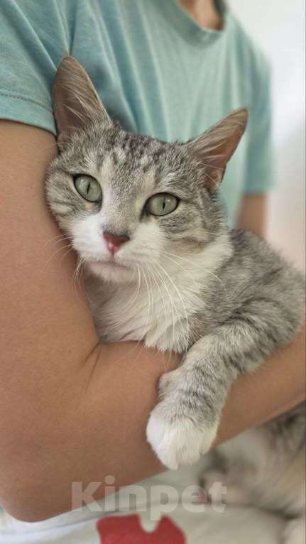 Кошки в Москве: Полынька — ангел в кошачьем обличье! Девочка, Бесплатно - фото 8