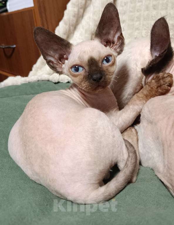 Кошки в Екатеринбурге: Котята Девон рекс Девочка, 55 000 руб. - фото 7