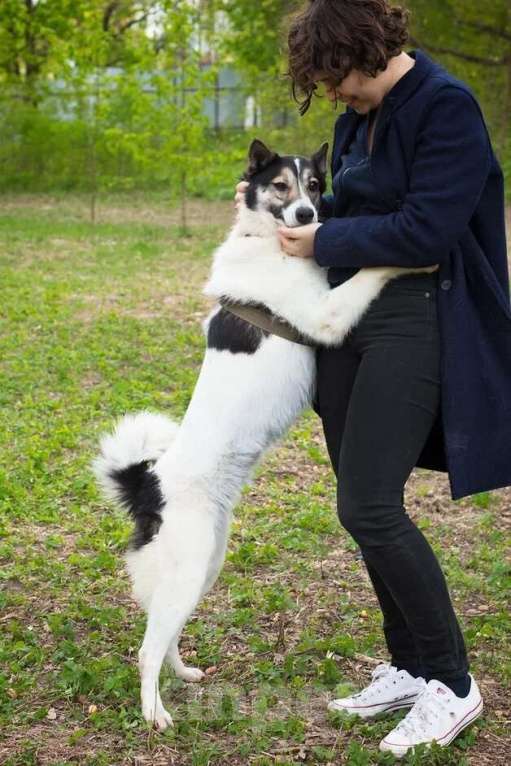 Собаки в Москве: Аша, идеальная собака из приюта Девочка, Бесплатно - фото 6