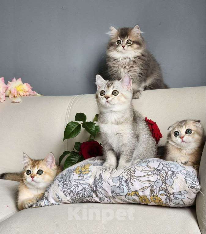 Кошки в Москве: Продажа породистых шотландских котят Девочка, 40 000 руб. - фото 1