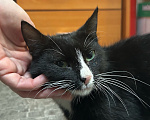 Кошки в Санкт-Петербурге: Кошка Кешуля Девочка, Бесплатно - фото 4