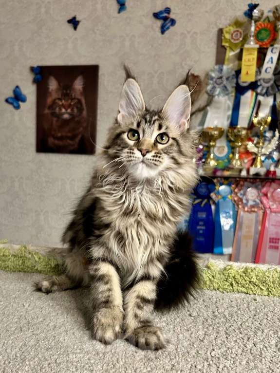 Кошки в Санкт-Петербурге: Кошка мейн-кун Девочка, 50 000 руб. - фото 1