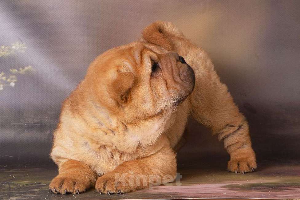Собаки в Москве: Щенок шарпея СимСимыч Мальчик, 25 000 руб. - фото 3