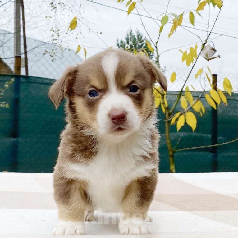 Собаки в Москве: Щенки вельш-корги кардиган Девочка, 40 000 руб. - фото 8