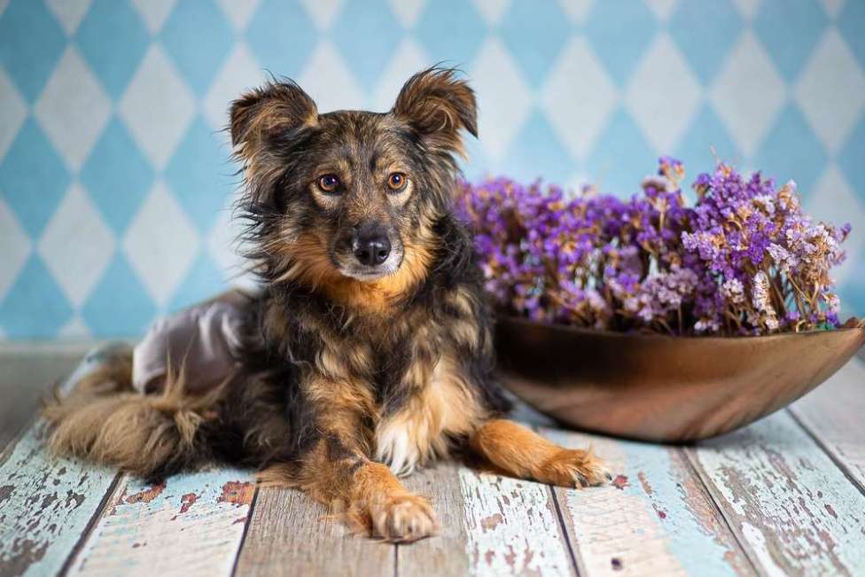 Собаки в Москве: Маленькая пушистая собачка-инвалид Лёля в приюте в добрые руки Девочка, 1 руб. - фото 4