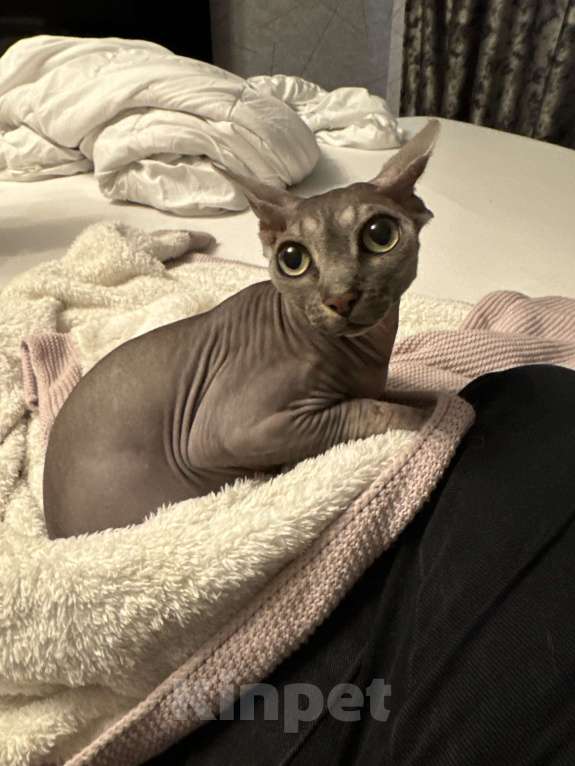 Кошки в Краснодаре: Продаём кошечку чистокровную  Девочка, 7 000 руб. - фото 2