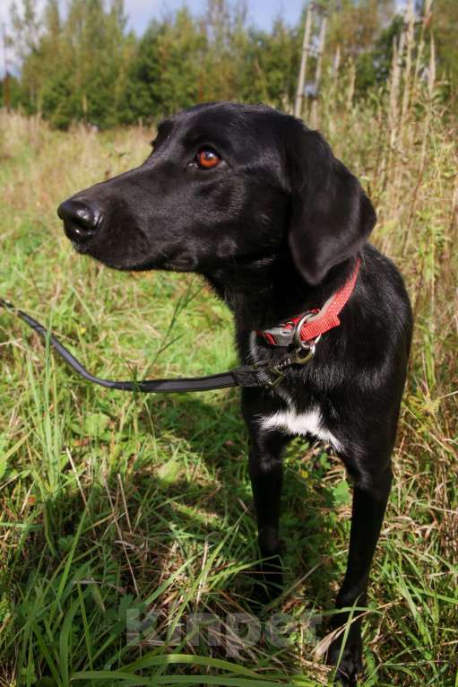 Собаки в Москве: Берта Девочка, Бесплатно - фото 20