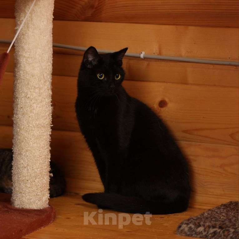 Кошки в Москве: Черная кошечка Ляля мечтает о доме Девочка, Бесплатно - фото 2