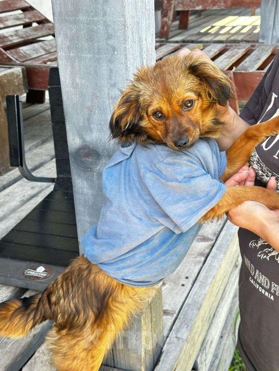 Собаки в Москве: Скромная малышка Юна Девочка, Бесплатно - фото 3